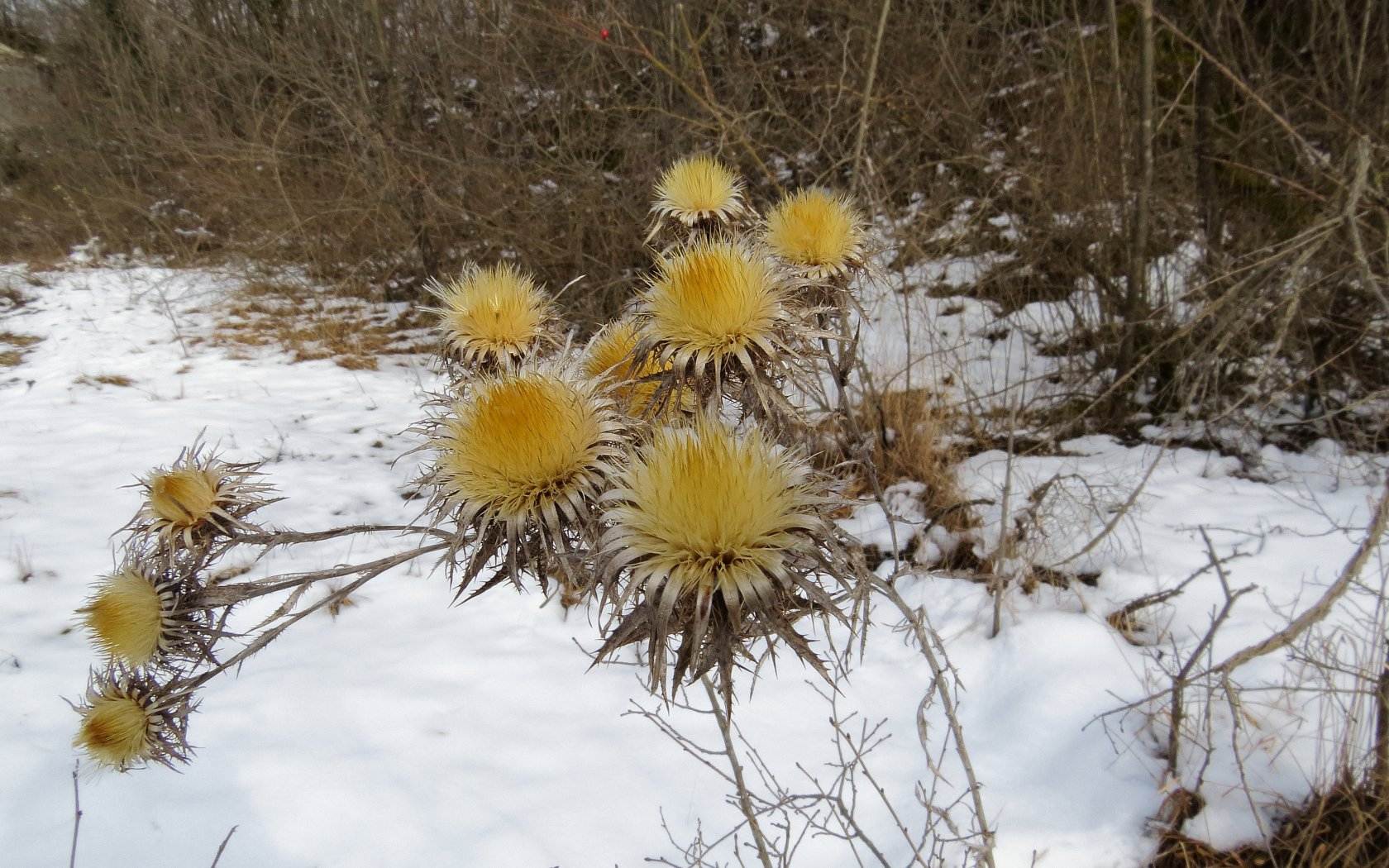 Vecchi Cardi nella Neve